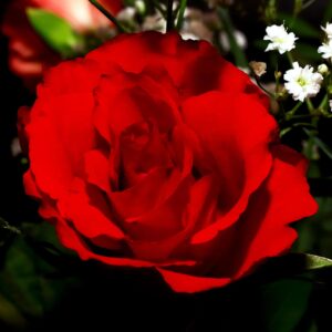Romantic bouquet of red roses, studio product photo