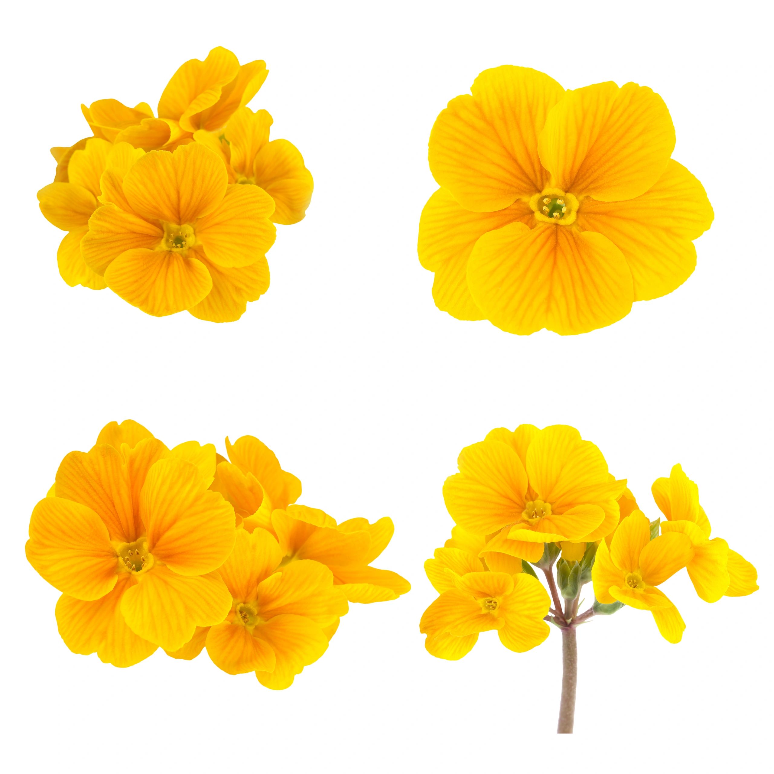 Signature mixed bouquet of fresh seasonal flowers